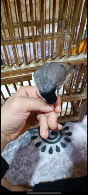 بلبل للبيع او مراوس حسب القناعه