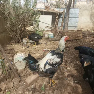 ديوك باكستاني