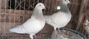 كوبية زاجل ايس