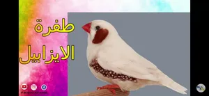 طيور للبيع او البدل (دويري - كناري -فناكر - بنجليز )