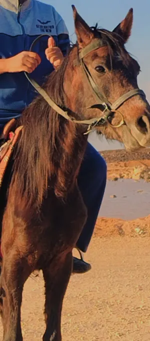 ‏خيل‏4