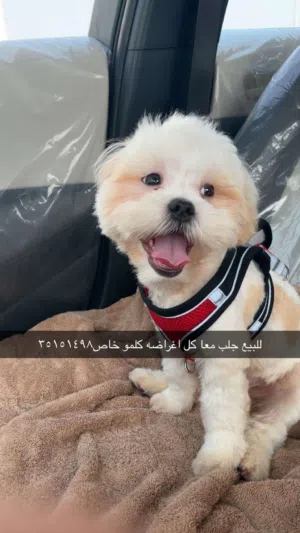 اسم الجلب كوكي