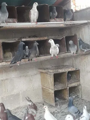 حمام انواع