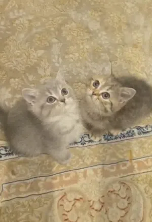 ذكر وانثى سكوتش