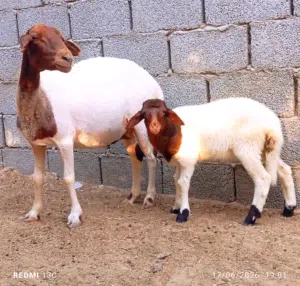 نعجه وطنية تحتها حوليا تبارك الرحمن