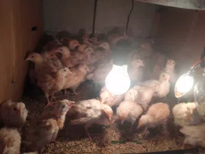 صيصان لوهمن للبيع