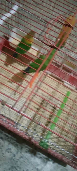 جوز طيور فشر