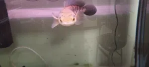 سمكة سنيك هيد مميزة