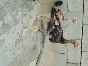 ‏دجاج‏0