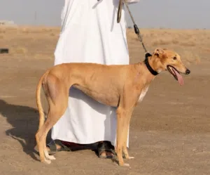 أنثى سلق ريس