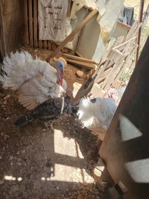 متاح ديكين حبش  بسم الله ماشاء الله  صحه ونظافه تب