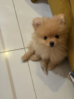 Pure Pomeranian boy and girl