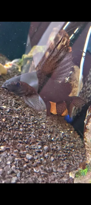 سمك زبال هلوكبتر