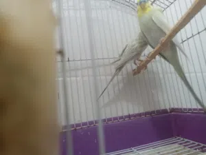 زويجه ديال البيروش بقفصيها النوع الريمبو