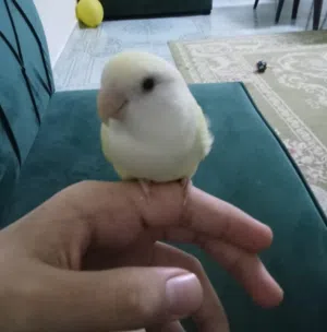 بيعة مستعجلة (ببغاء روز ب لون مميز)