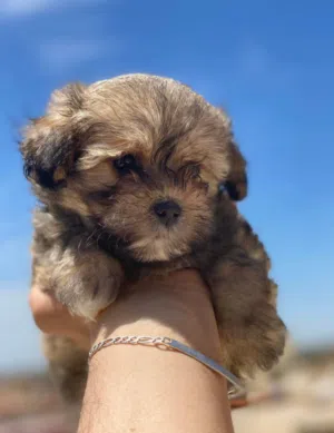 Bichon havanais marron