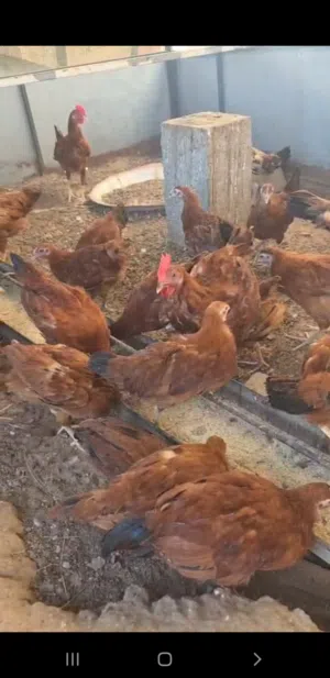 دجاج فرنسي الاحمر