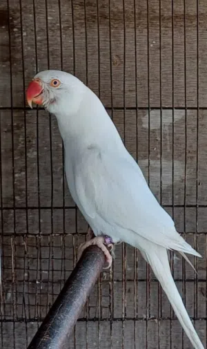 للبيع ذكر متو ابيض غير متعلم جاهز حق لانتاج