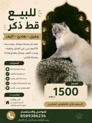 قط للبيع ذكر