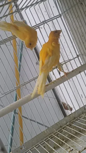 جوز جزري مع فرخين