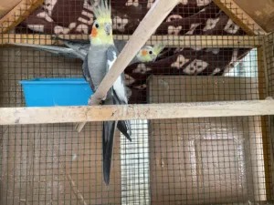 بغبغاء كوكتيل زوج للبيع بسعر ممتاز