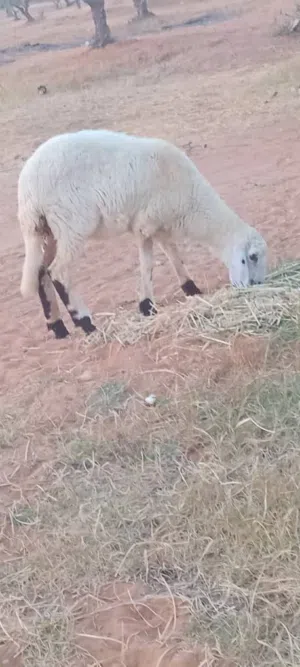 السلام عليكم بسم الله ماشاءالله حوليه للبيع العمر 4 شهور تقريبآ المكان القره بوللي