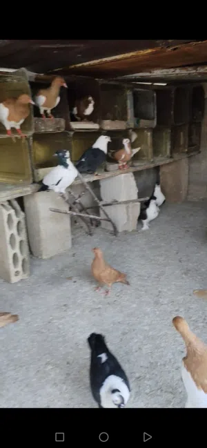 حمام للبيع جواز و فردات