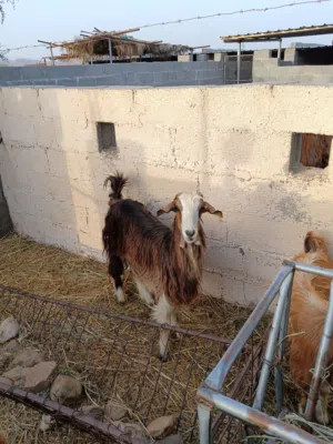 شاه حليب بكر ماشاءالله اللي يريد حليب