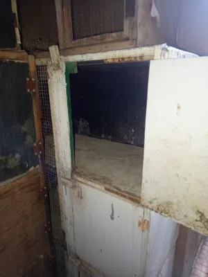 قنون حمام بالوصف