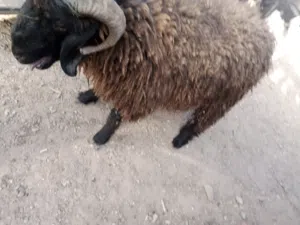 لحام اذبح ضحايا  باب بيتك