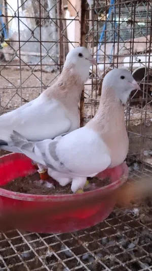 ازواج حمام زينة فاخرة عينك ميزانك وحجول حمام زينة