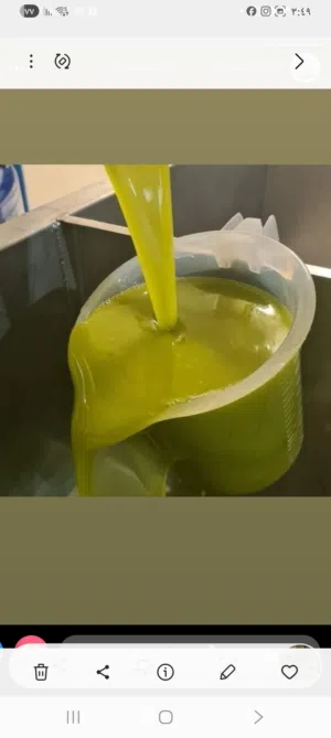 زيت زيتون من مزارع  الحاكوره