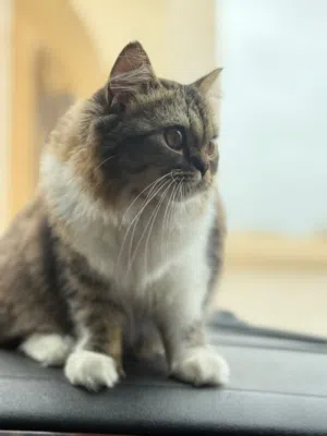 قطه هاف بيكي فيس
