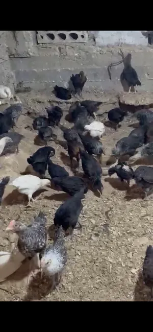 Chickens1