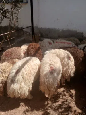 ذبائح بلدي لحم