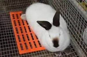 بيع ارنب للكل اسعار ممتازه سعر الكيلو 150 جنبه