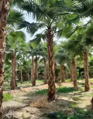 نخل نخيل واشنطن وعربي مثمر جميع الأنواع ولمقاسات متوفره توصيل الاجميع مناطق المملكة