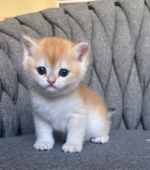 British Shorthair Golden NY12 male