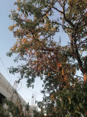 فضل ابو امير 