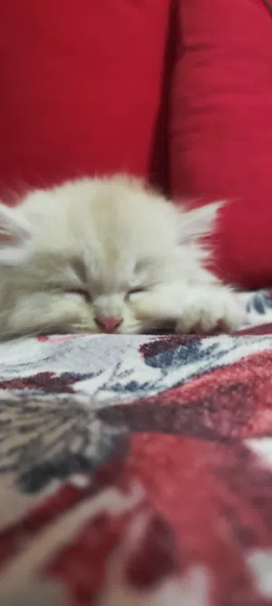 قطه شيرازى