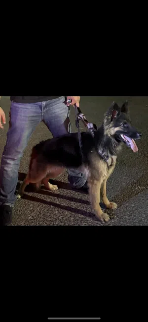 جيرمن شيبرد pure مدرب طاعة و شراسة