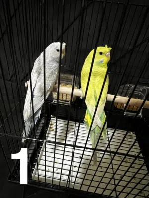 طيور الحب البادجي القصيم