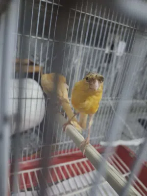 بسم الله ما شاء الله بناديق كنار حبات اشي فاخر