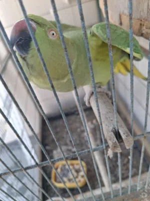 متوة اليفة نثية العمر سنتين