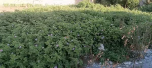 عطر ورق للبيع