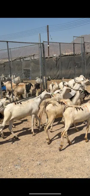 عروض عزبة مروج الرسيس بمناسبة الشهر الفضيل ... حلال  ممتازه للتربيه او الذبح