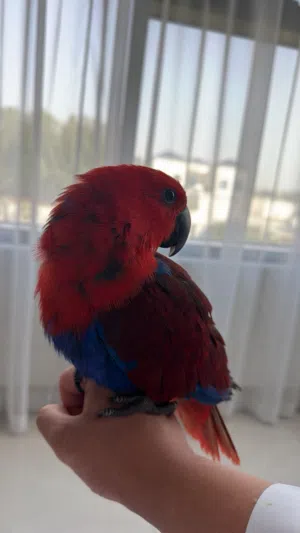 اكلكتوس Eclectus