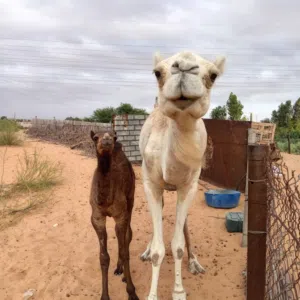 السلام عليكم ناقة والدة