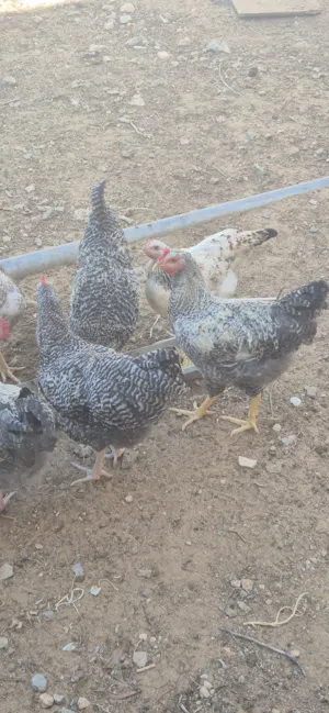 دجاج للبيع