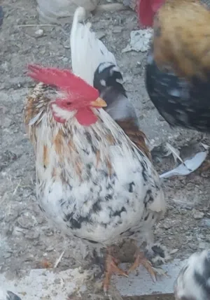 السلام عليكم متوفر فروج كيني للبيع